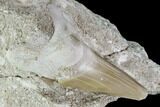 Otodus Shark Tooth Fossil in Rock - Eocene #111055-2